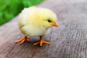 bird, chicks, baby chicken, young bird, baby bird, nature, young chicken, animal, poultry, close up, animal world